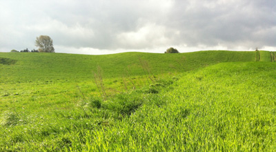 Landschaft-Grün