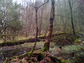 Wald Quellental